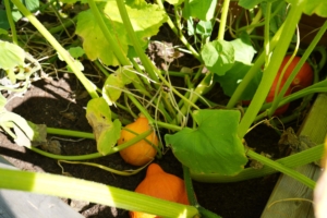 Kürbisse im Hochbeet in der Kita kinderzimmer Bornheide in Hamburg Osdorf