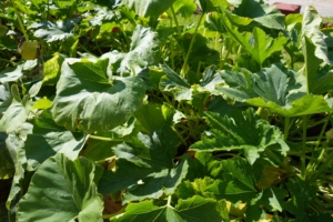 Viel grün im Hochbeet in der Kita kinderzimmer Bornheide in Hamburg Osdorf