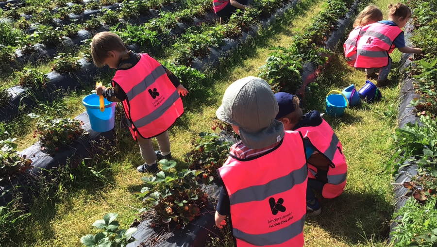 Vorschulkinder aus der Kita kinderzimmer Hamburg pflücken Erdbeeren auf einem Erdbeerfeld